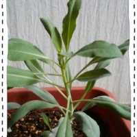 ホワイトセージ50日目