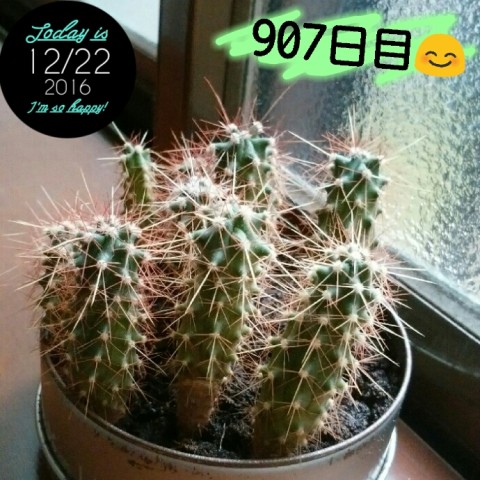 2016 12 22 11.44.53 480x480 マルさぼ907日目