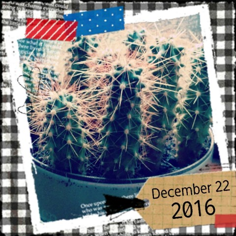 2016 12 22 11.48.51 480x480 マルさぼ907日目