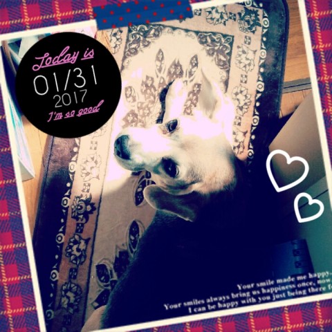 2017 01 31 12.11.44 480x480 今日の武蔵さん