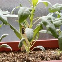 今日のホワイトセージ