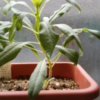 2017 02 09 12.54.21 200x200 今日のホワイトセージ