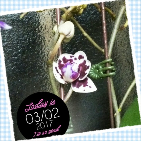 2017 03 02 01.20.13 480x480 今年もついに蘭が咲きました