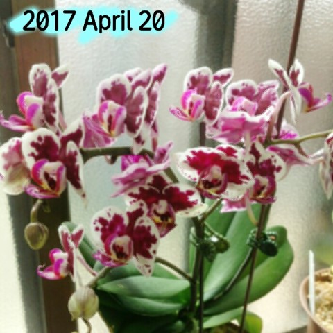 今日の蘭 2017 04 21 12.04.47 480x480 今日の蘭