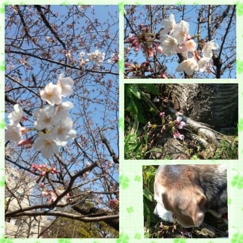 IMG 2017 04 06 22 51 40 480x480 桜