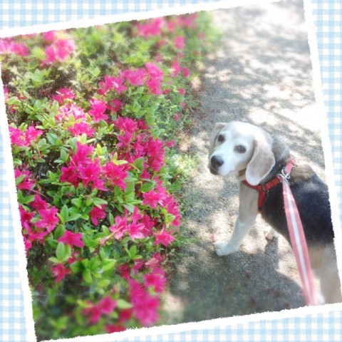 IMG 8999 480x480 今日の武蔵さんとツツジ