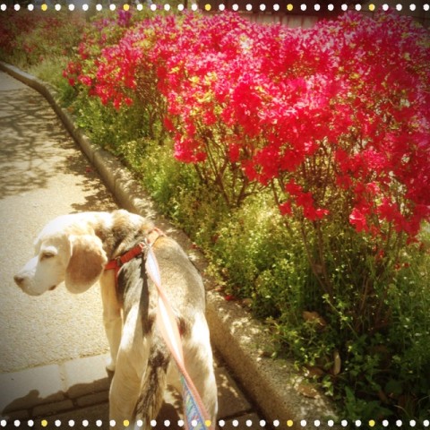 IMG 9001 480x480 今日の武蔵さんとツツジ