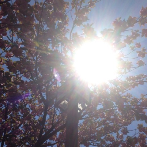 IMG 9002 480x480 今日の武蔵さんとツツジ