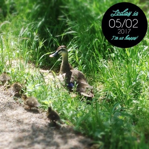 今年はちょっと早い? 20170502 kamo01 480x480 今年はちょっと早い?