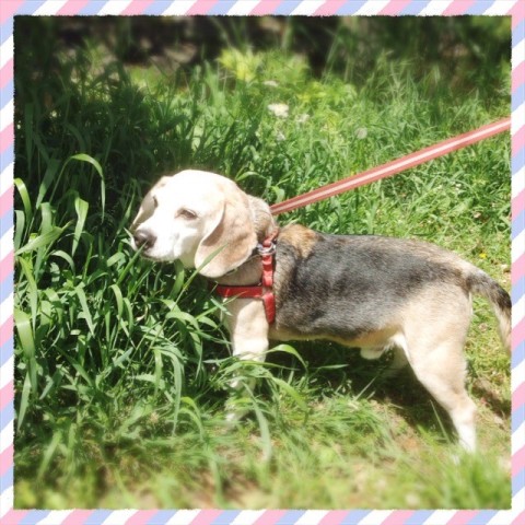 今年はちょっと早い? 20170502 musashi 480x480 今年はちょっと早い?