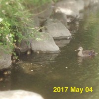 IMG 9044 200x200 鴨たち数日分