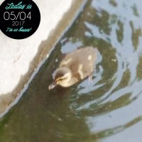 IMG 9045 200x200 鴨たち数日分