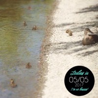 IMG 9056 200x200 鴨たち数日分