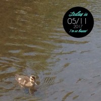 IMG 9108 200x200 鴨たち数日分