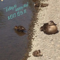 IMG 9109 200x200 鴨たち数日分