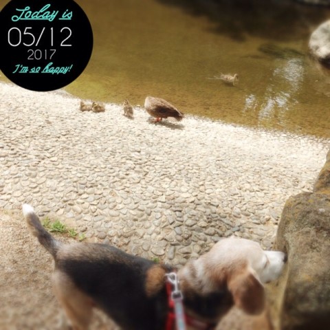 IMG 9124 480x480 鴨たち数日分