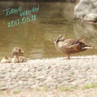 IMG 9125 200x200 鴨たち数日分