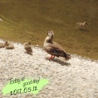 IMG 9126 200x200 鴨たち数日分