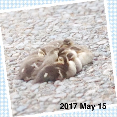 IMG 9131 480x480 今日の鴨