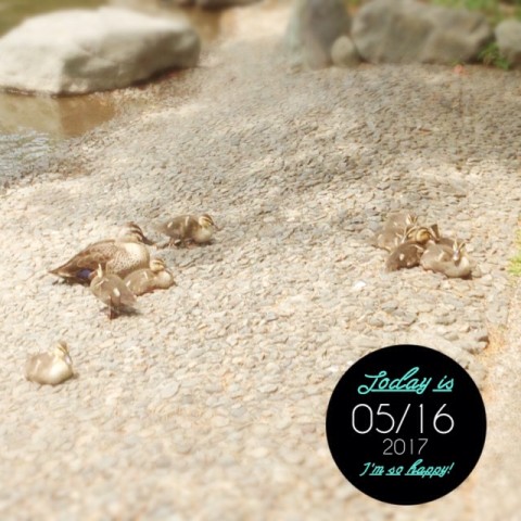 IMG 9148 480x480 今日の鴨