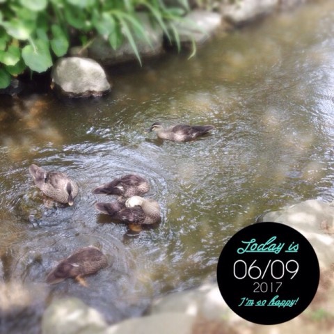 image2 480x480 今日の鴨たち