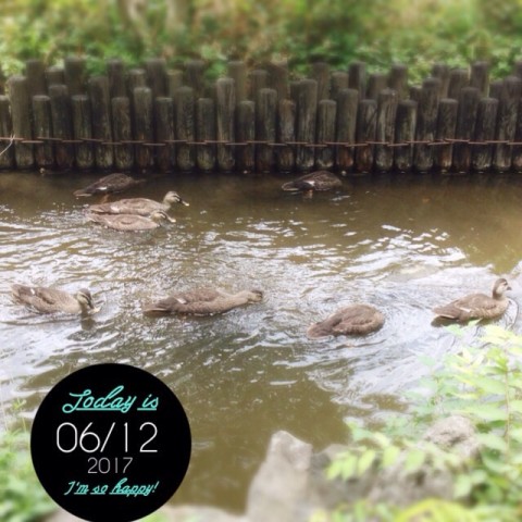 鴨たち image8 480x480 鴨たち