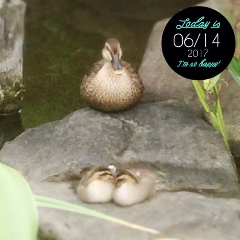 鴨たち image9 480x480 鴨たち