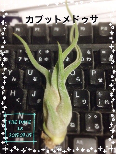 image5 480x640 エアープランツ(新たな…)