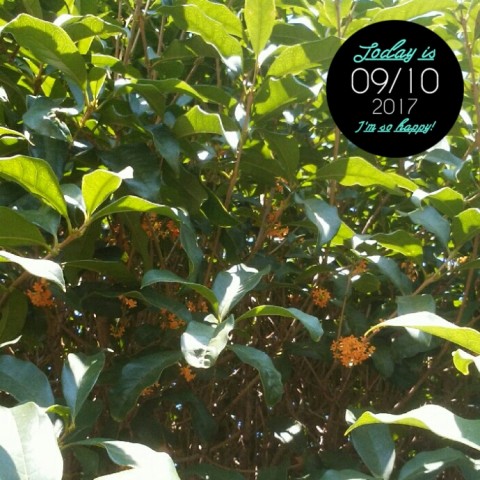 2017 09 10 21.02.18 480x480 今日の武蔵さん