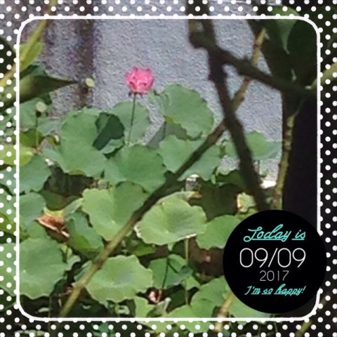 今年初めて金木犀を見たのだけど、これはかなり早くない? image6 480x480 今年初めて金木犀を見たのだけど、これはかなり早くない?