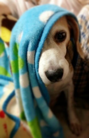 武蔵＠ビーグル