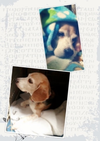 ファイル 1004-1.jpg