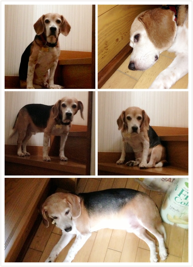 武蔵＠ビーグル 今日で11歳