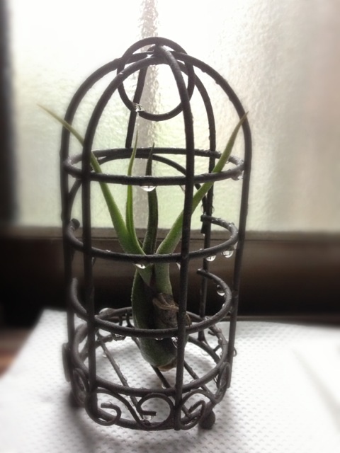 今日のチランジア