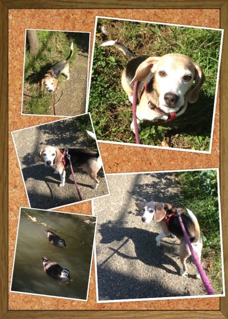 武蔵さんとカモ