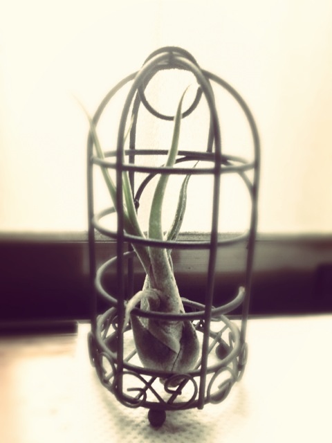 伊織のおきらく日記　エアプランツ2