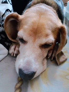 ファイル 137-1.jpg