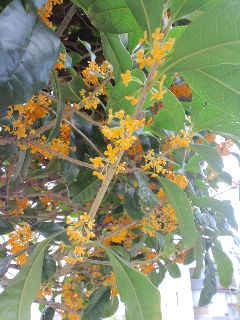 ファイル 177-1.jpg