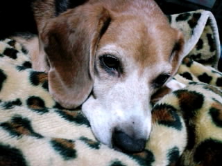 ファイル 190-1.jpg