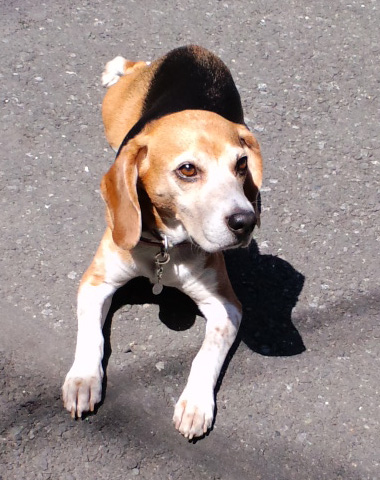 かわいいむさし