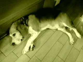 ファイル 322-1.jpg