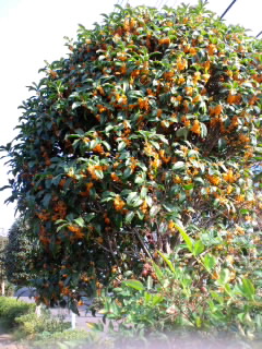 ファイル 395-1.jpg