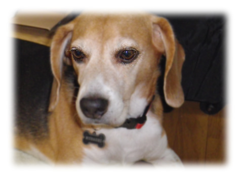 むさこびーぐる