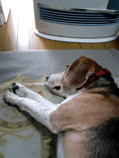 ファイル 471-1.jpg