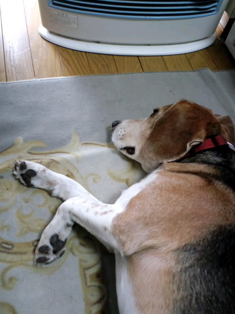 ファイル 472-1.jpg