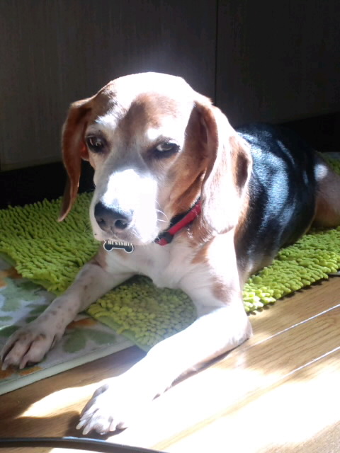 ファイル 474-1.jpg