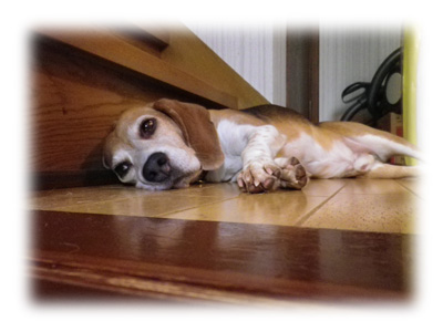 武蔵＠ビーグル/たぶん夏に撮ったもの