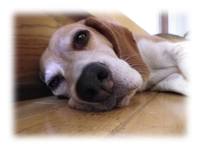 武蔵＠ビーグル/近づいてみた