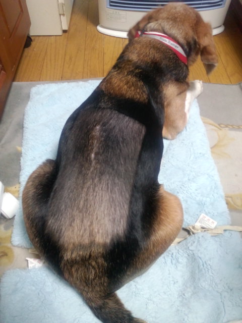 ファイル 544-1.jpg