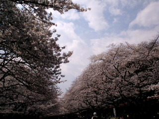 上野公園でお花見